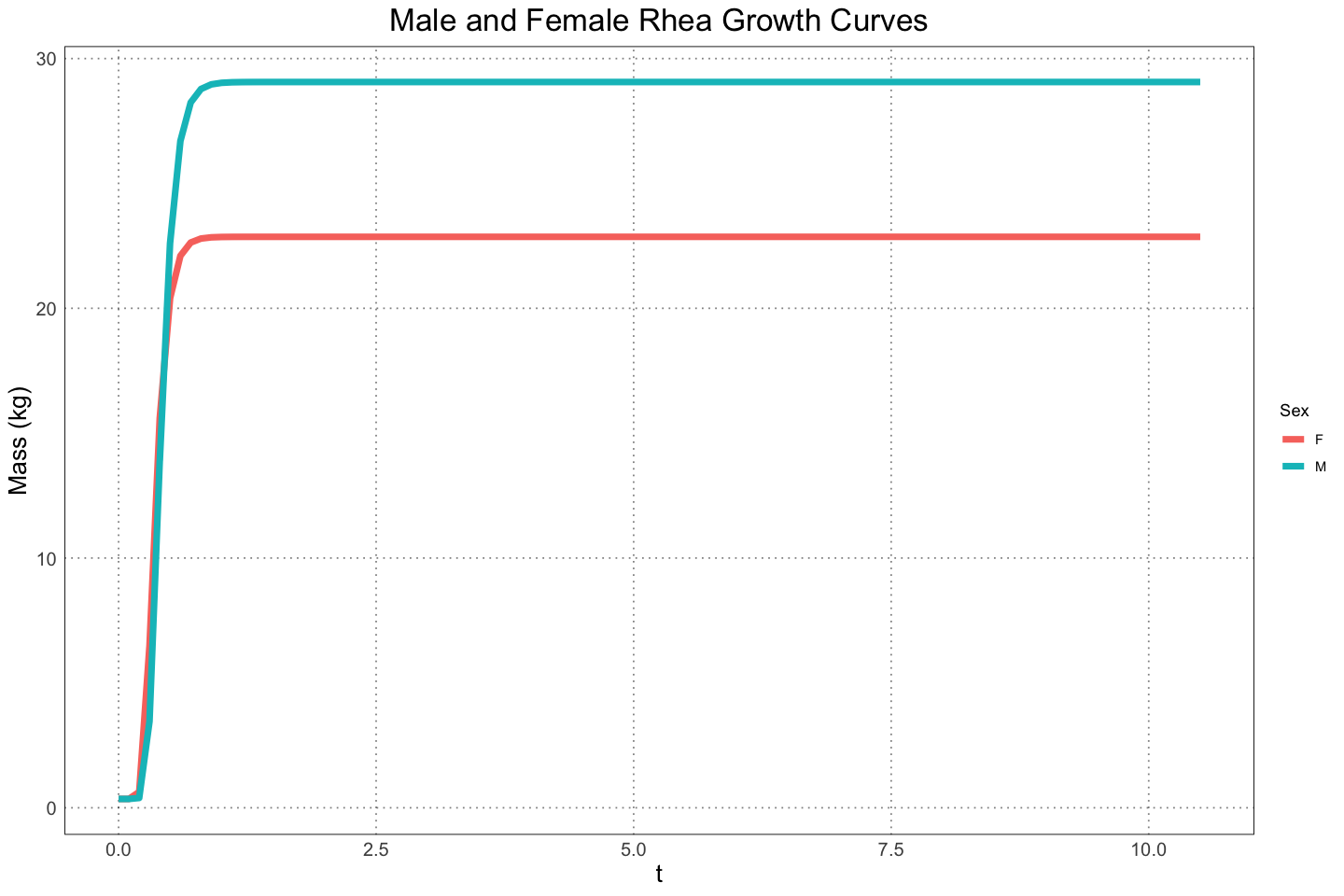 Male and female rhea growth curves